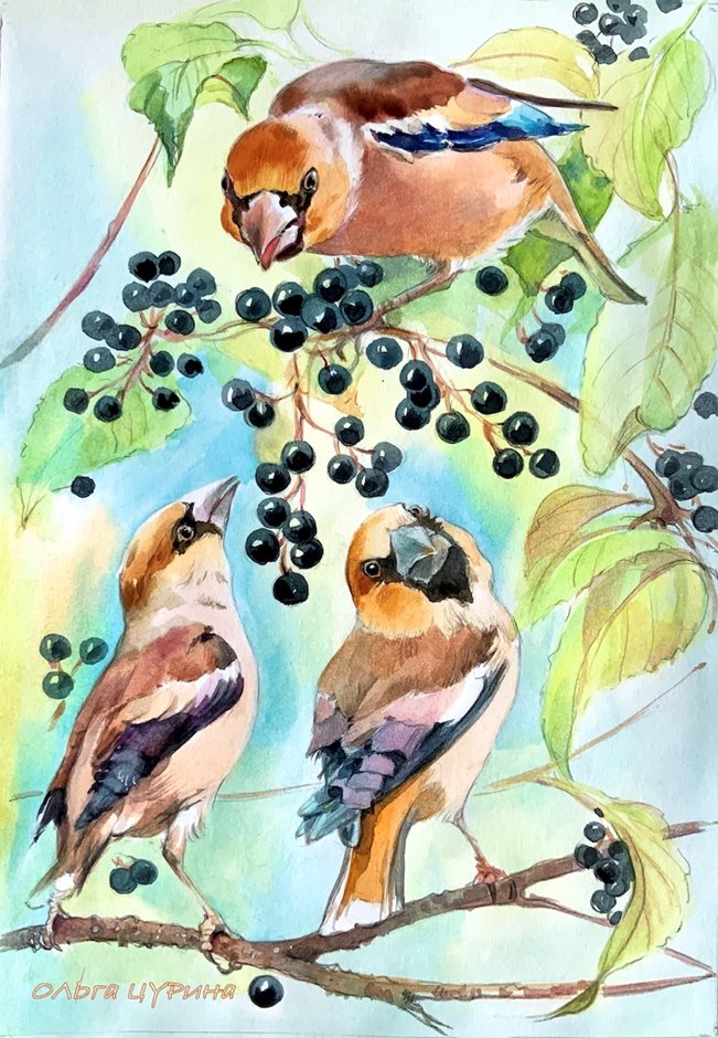 12.1 Черемуха